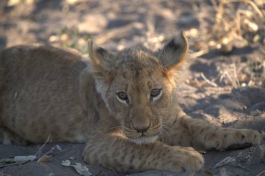 Güney Afrika 'daki Kruger Ulusal Parkı' nda aslan var.