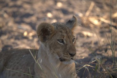 Kenya bozkırında genç bir aslan