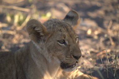 Dişi aslan Kruger National park, Güney Afrika