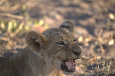 Aslan yavrusu Güney Afrika 'da çimenlerde dinleniyor.