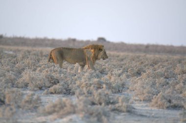 Etoşa Milli Parkı 'ndaki aslan.