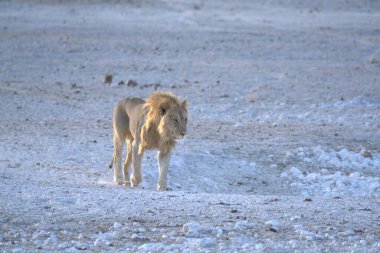 white horse in the winter in the desert