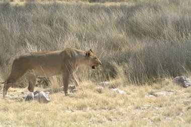 Namibya çölündeki aslan