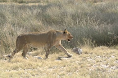 Namibya çölünde aslan
