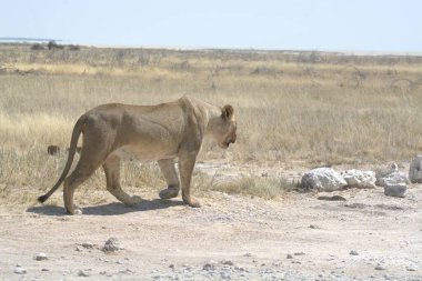 Kenya bozkırında bir aslan