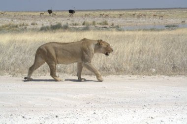 Afrika aslanı, panthera leo, erkek, savanda yürüyor.