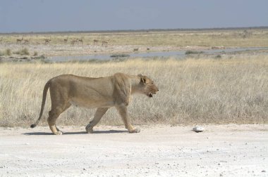 Afrika savanındaki Afrika aslanı Kenya 'da