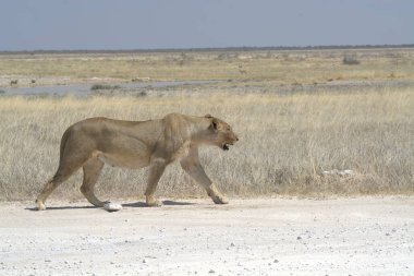 Aslan yolda yürüyor etosha 'da