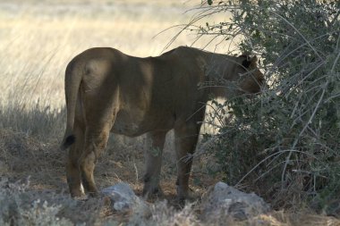 Savanadaki vahşi aslanlar