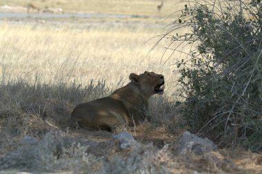 Çimlerde dişi bir aslan