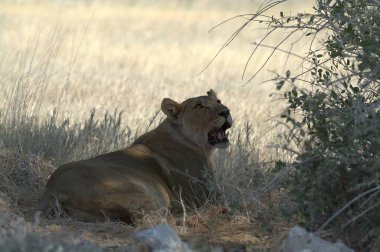 Kuru otların arasında bir erkek aslan.