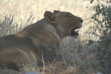 Güney Afrika 'daki Kruger Ulusal Parkı' nda aslan adam.