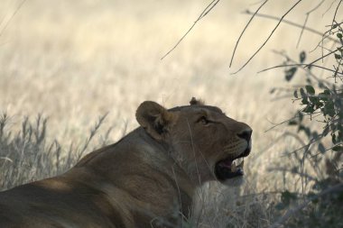 Kenya savanındaki aslan