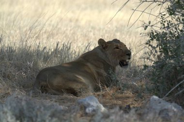 Kenya savanındaki aslan