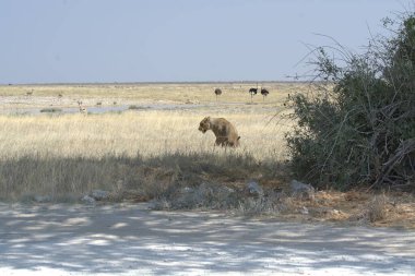 Çölün ortasında güzel beyaz bir devenin yakın çekimi.
