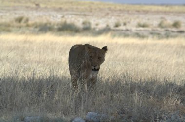 Aslan savanada yürüyor