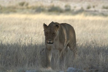 Çölde güzel bir aslan