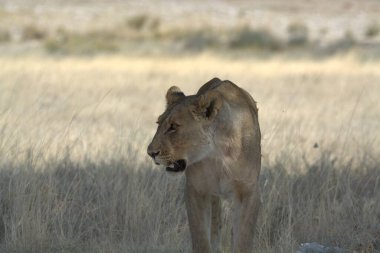 Bir dişi aslan savanada yürüyor.