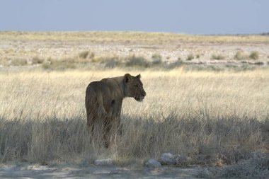 Çölde vahşi atlar