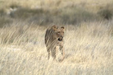 Savanada yürüyen bir aslan.
