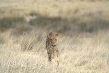 Otların arasında oynayan aslan yavrusu