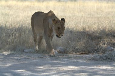 Kenya bozkırında genç bir aslan