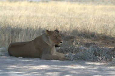 Kenya savanındaki aslan