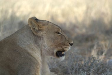 Bir erkek aslan bozkırda