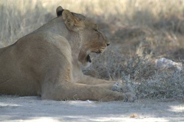 Namibya 'daki Etoşa Ulusal Parkı' nda yerde yatan bir aslan.