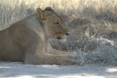 Hayvanat bahçesinde dişi aslan.
