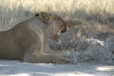 Çimenlerde dinlenen dişi bir aslan.