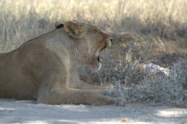 Çölde güzel bir aslan