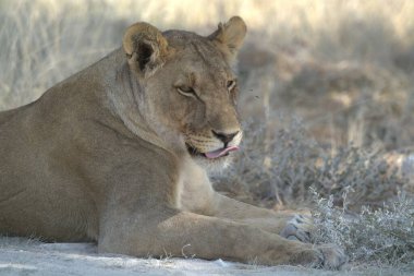 Dişi aslan kuru bir çimende yatıyor.