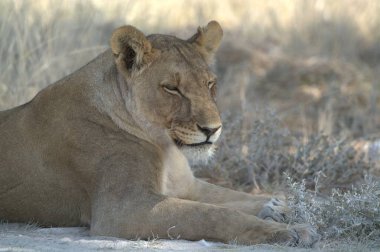 Dişi aslan yerde yatıyor.