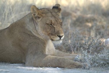 Kenya savanındaki aslan