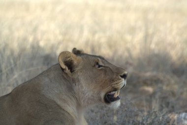 Afrika 'da, bozkırda bir aslan