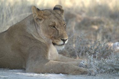 güneşin altında istirahat dişi aslan