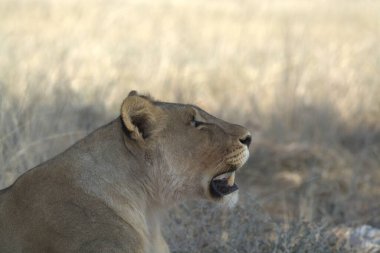 Namibya 'daki Etosha Milli Parkı' nda Aslan