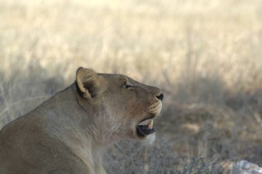 Afrika savanındaki aslan.