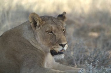 Namibya bozkırında bir aslan