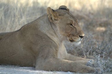 Vahşi doğada dişi aslan.