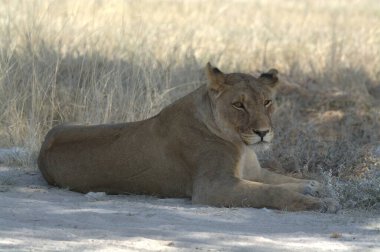Dişi aslan kuru çimenlerde dinleniyor, etosha, namibya