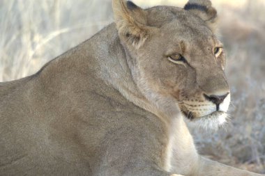 Çimlerde dişi aslan.