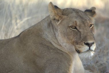 Vahşi doğada dişi aslan.