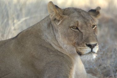 Güzel vahşi aslanlar.