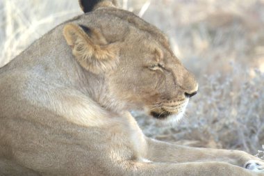 Hayvanat bahçesinde güzel bir aslan