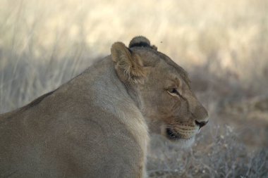 Vahşi doğada dişi aslan.