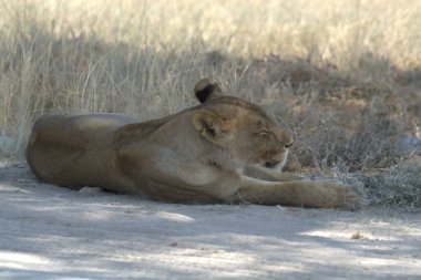 Vahşi doğada dişi aslan.