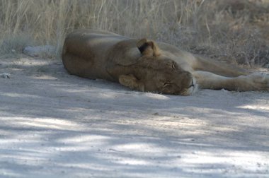 Kenya savanındaki aslan