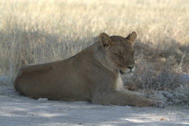 Çölde dişi bir aslan.